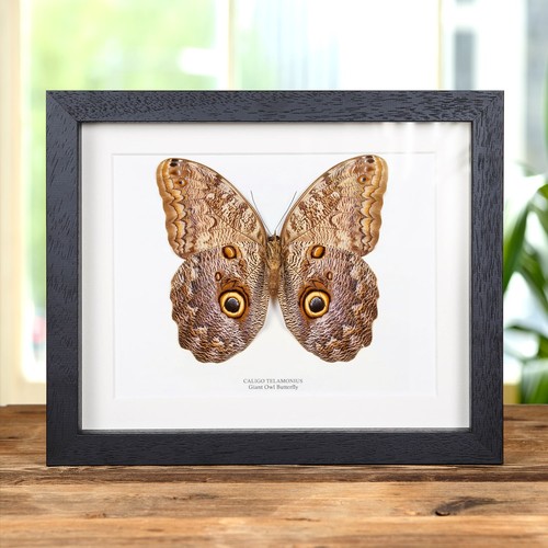 Giant owl taxidermy butterfly - giant,
