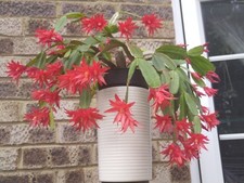 Easter Cactus Red Colour Fresh Cutting 