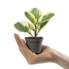 Baby Radiator Plant Peperomia