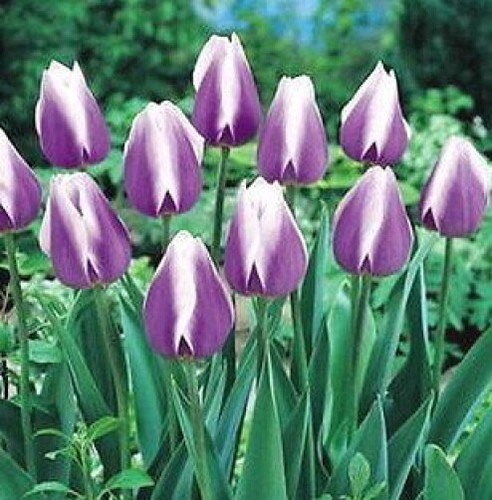 Tulips dreaming maid - dreaming,