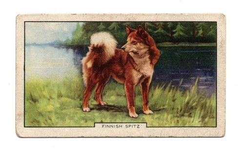 Gallaher cigarette card - gallaher,