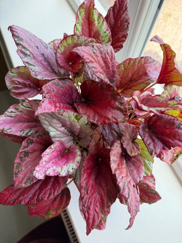 Begonia maui sunset - maui, starter