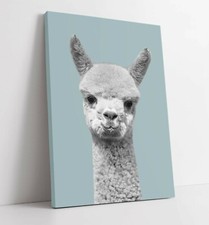 ALPACA DUCK EGG BLUE -PREMIUM DEEP FRAMED CANVAS WALL ART PICTURE PRINT- GREY