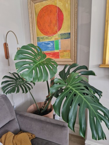 Monstera deliciosa large cm - 90,