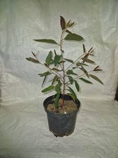 Eucalyptus tereticornis red - tereticornis,,