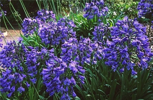 Agapanthus headbourne hybrids - agapanthus,