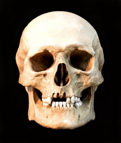 Human skull replica - skull,