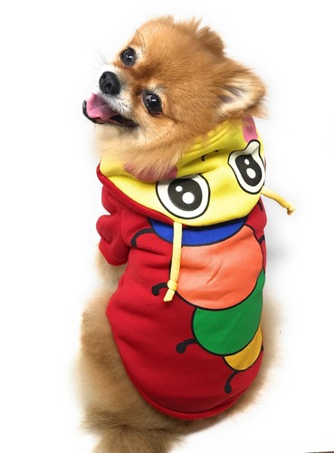 Various pet puppy small dog - small,
