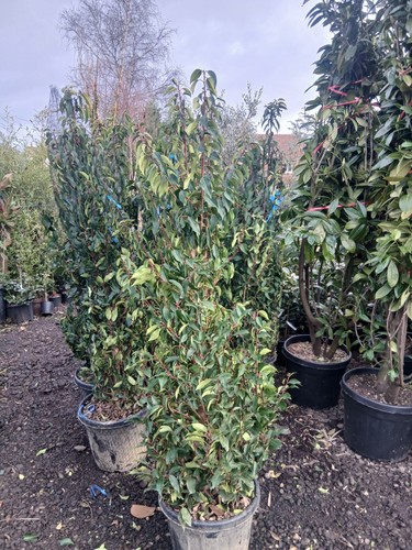 Portuguese laurel hedging - laurel,