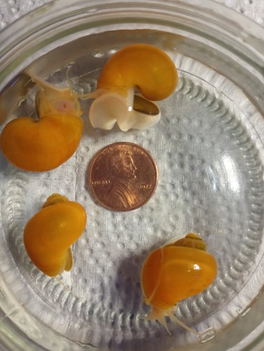 Gold mystery snails pack 2 - gold,