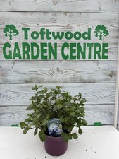 Ceratostigma (Hardy Plumbago) – 2L Pot – Blue Flowering Shrub – Autumn Colour