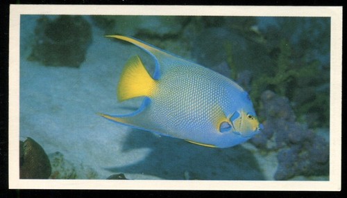 Tobacco card doncella - tobacco, card,