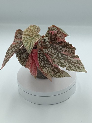 Stunning begonia snow - stunning, capped