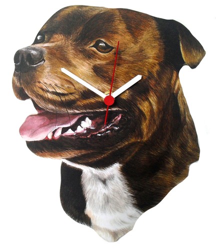 Staffordshire bull terrier - bull,
