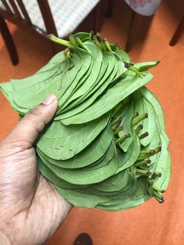 Paan leafs fresh 100 - leafs, pure