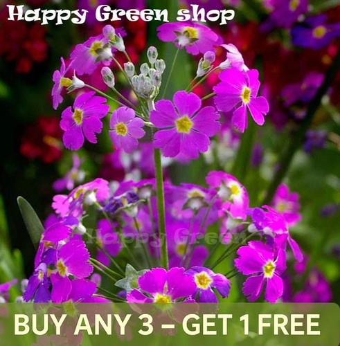 Fairy primrose mix 200 seeds - primrose,
