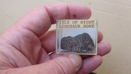 Dinosaur bone fossil - dinosaur, of