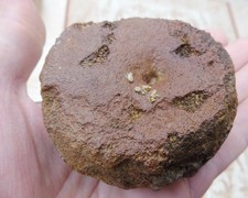 Pliosaur Vertebra -