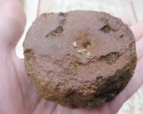 Pliosaur vertebra - pliosaur,