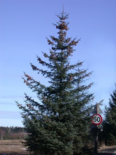 Picea sitchensis sitka - sitchensis, /