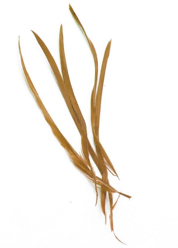 Long fascinator feathers - long,