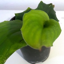 Kencur Plant, Kaempferia galanga, Indonesian ginger, 9cm Pot