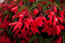 Red Trailing Tub Hanging