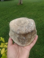 Whale Bone Vertebra Marine