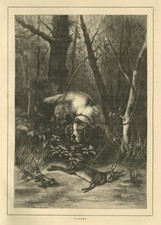 HUNTING DOG SNIFFING A RABBIT CAUGHT IN A SNARE IN THE WOODS FOREST HUNTING DOG