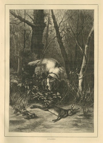Hunting dog sniffing - hunting,