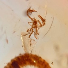 SCORPION with JUVENILE in Burmese / Burmite amber fossil / 100% genuine amber 