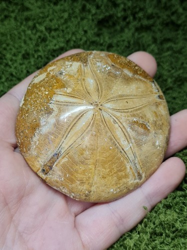 Madagascar sea urchin fossil - madagascar,