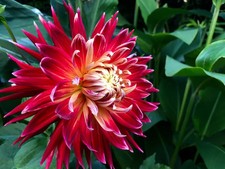 Decorative Dahlia ‘Akita’