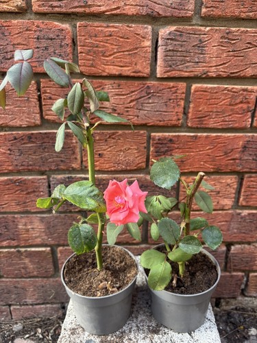 Rose bush cm pots - bush,