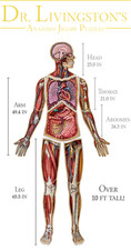 Livingston s anatomy - dr., livingston's