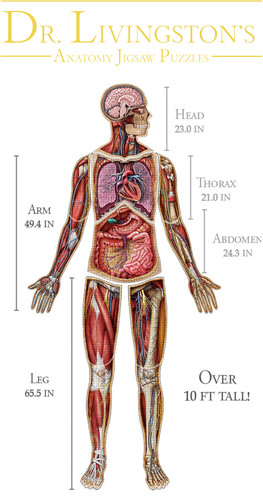 Livingston s anatomy - dr.,