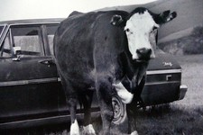 11X14" Picture Photo Black &