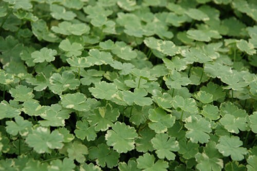 Hydrocotyle variegata - hydrocotyle,