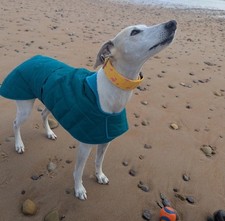 Teal Waterproof Whippet Coat