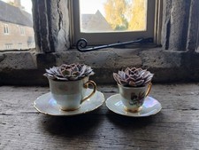 2 Succulents in Vintage Tea Cups  Unique Indoor Plant Gift – Shabby Chic 