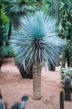 Yucca Rostrata 5 Seeds- Rare
