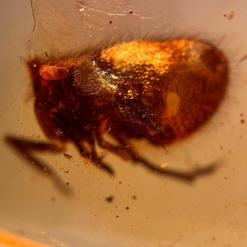 Issidae burmese burmite - in,