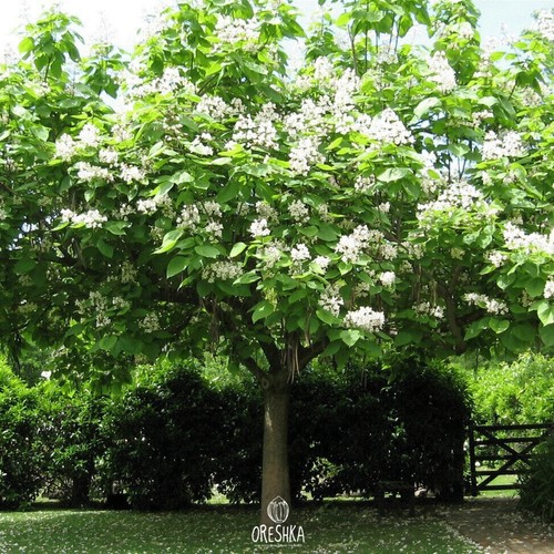 Catalpa speciosa pcs - catalpa, 20