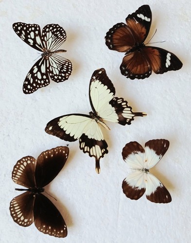 Butterfly collection set x5 - collection,