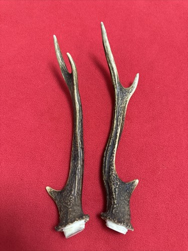Pair sika deer antlers - of,