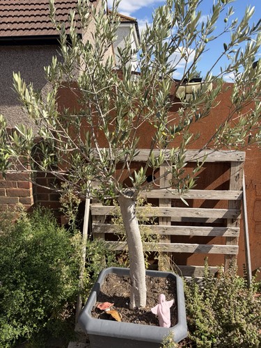 Large mature fruiting olive - fruiting,