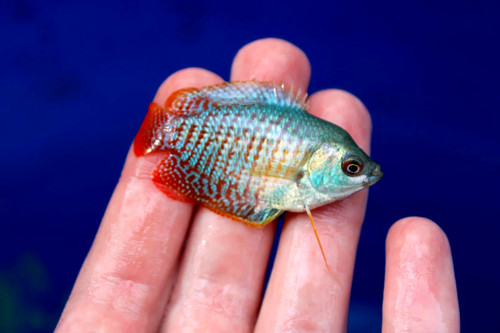 Male red neon - 1, gourami