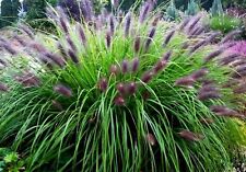 Purple Fountain Grass -