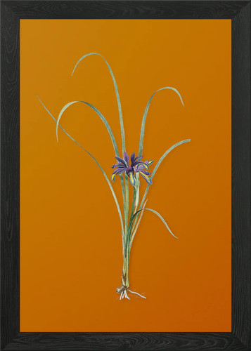 Vintage grass leaved - vintage, iris