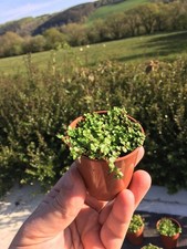 5x GREEN HELXINE SOLEIROLII
